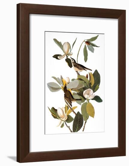 Audubon: Vireo-John James Audubon-Framed Giclee Print