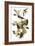 Audubon: Vireo-John James Audubon-Framed Giclee Print