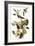 Audubon: Vireo-John James Audubon-Framed Giclee Print