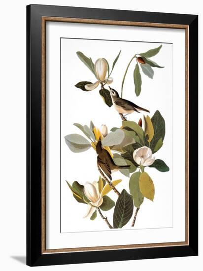 Audubon: Vireo-John James Audubon-Framed Giclee Print