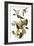 Audubon: Vireo-John James Audubon-Framed Giclee Print