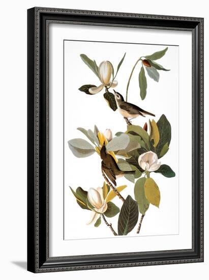 Audubon: Vireo-John James Audubon-Framed Giclee Print