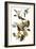 Audubon: Vireo-John James Audubon-Framed Giclee Print