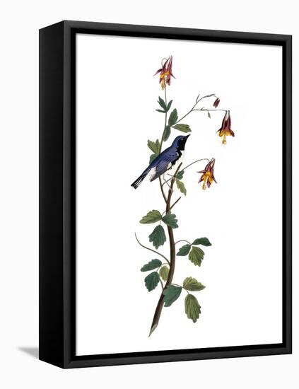 Audubon: Warbler, 1827-38-John James Audubon-Framed Premier Image Canvas