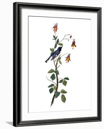 Audubon: Warbler, 1827-38-John James Audubon-Framed Premium Giclee Print