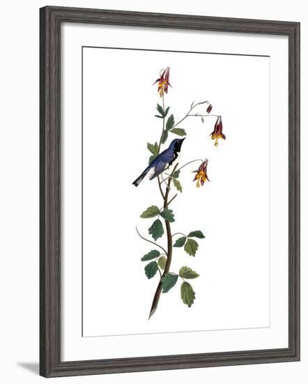 Audubon: Warbler, 1827-38-John James Audubon-Framed Premium Giclee Print