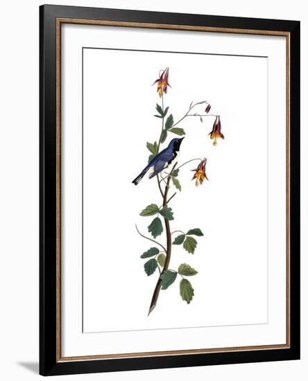 Audubon: Warbler, 1827-38-John James Audubon-Framed Premium Giclee Print