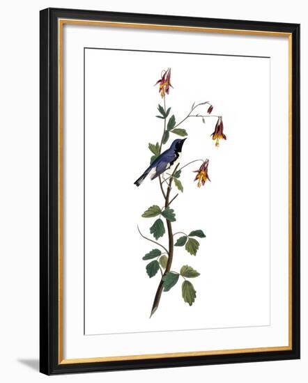 Audubon: Warbler, 1827-38-John James Audubon-Framed Premium Giclee Print