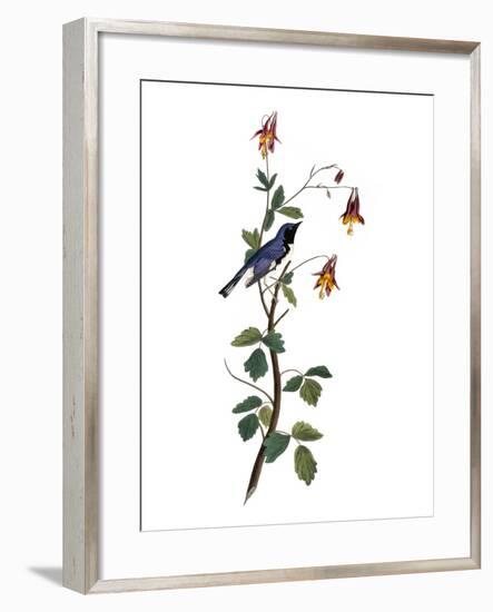 Audubon: Warbler, 1827-38-John James Audubon-Framed Premium Giclee Print