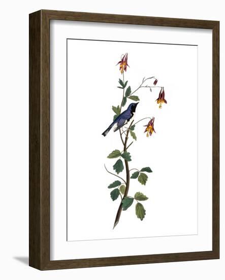 Audubon: Warbler, 1827-38-John James Audubon-Framed Giclee Print