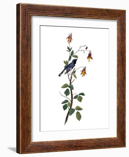 Audubon: Warbler, 1827-38-John James Audubon-Framed Giclee Print