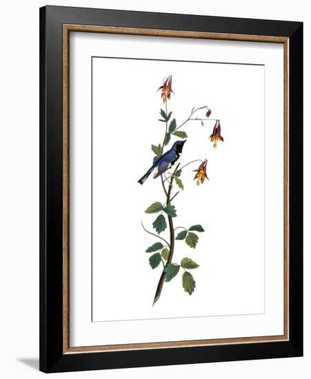 Audubon: Warbler, 1827-38-John James Audubon-Framed Giclee Print