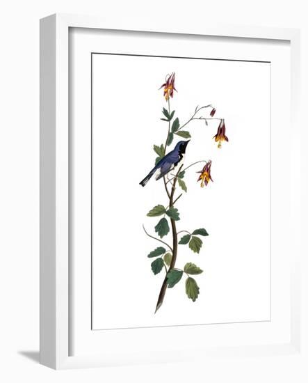 Audubon: Warbler, 1827-38-John James Audubon-Framed Giclee Print