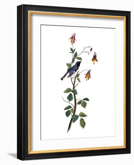 Audubon: Warbler, 1827-38-John James Audubon-Framed Giclee Print