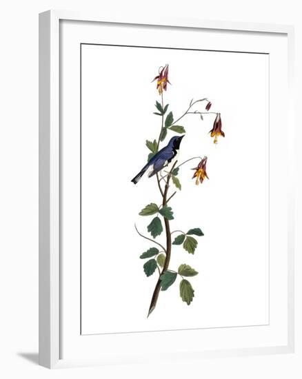 Audubon: Warbler, 1827-38-John James Audubon-Framed Giclee Print