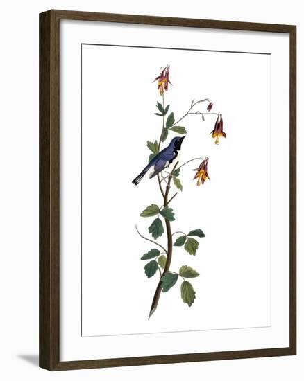 Audubon: Warbler, 1827-38-John James Audubon-Framed Giclee Print