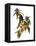Audubon: Warbler, 1827-38-John James Audubon-Framed Premier Image Canvas