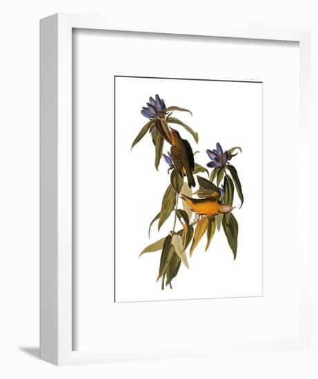 Audubon: Warbler, 1827-38-John James Audubon-Framed Premium Giclee Print