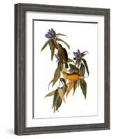 Audubon: Warbler, 1827-38-John James Audubon-Framed Giclee Print