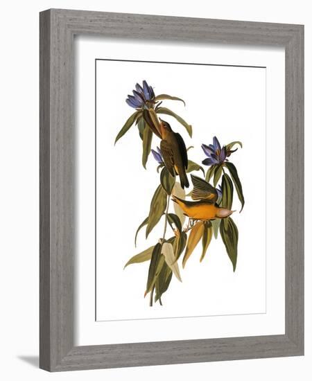 Audubon: Warbler, 1827-38-John James Audubon-Framed Giclee Print