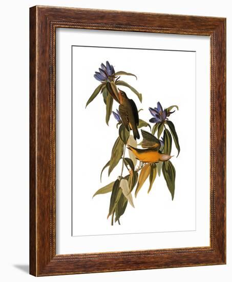 Audubon: Warbler, 1827-38-John James Audubon-Framed Giclee Print