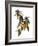 Audubon: Warbler, 1827-38-John James Audubon-Framed Giclee Print