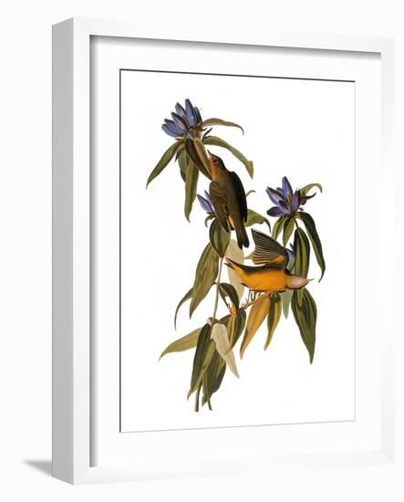 Audubon: Warbler, 1827-38-John James Audubon-Framed Giclee Print