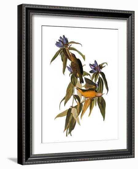 Audubon: Warbler, 1827-38-John James Audubon-Framed Giclee Print