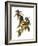 Audubon: Warbler, 1827-38-John James Audubon-Framed Giclee Print