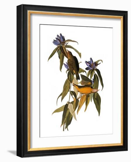 Audubon: Warbler, 1827-38-John James Audubon-Framed Giclee Print