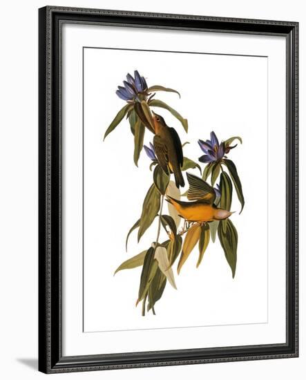 Audubon: Warbler, 1827-38-John James Audubon-Framed Giclee Print