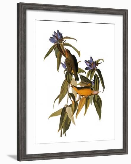 Audubon: Warbler, 1827-38-John James Audubon-Framed Giclee Print