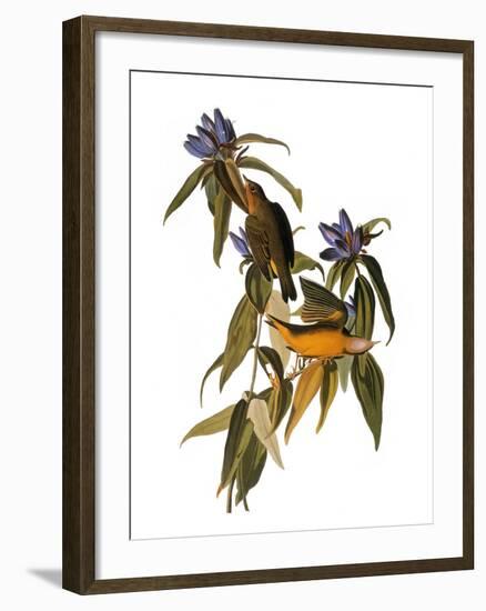 Audubon: Warbler, 1827-38-John James Audubon-Framed Giclee Print