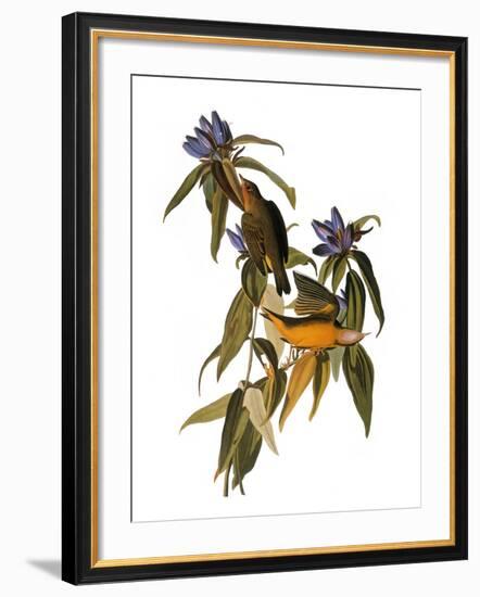 Audubon: Warbler, 1827-38-John James Audubon-Framed Giclee Print