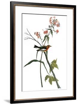 Audubon: Warbler, 1827-38-John James Audubon-Framed Premium Giclee Print