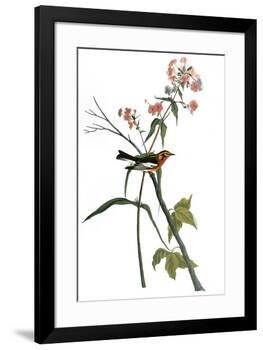 Audubon: Warbler, 1827-38-John James Audubon-Framed Premium Giclee Print