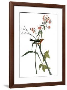 Audubon: Warbler, 1827-38-John James Audubon-Framed Premium Giclee Print