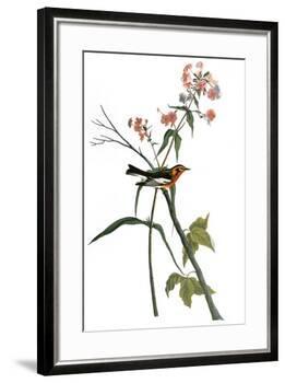 Audubon: Warbler, 1827-38-John James Audubon-Framed Premium Giclee Print