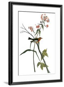 Audubon: Warbler, 1827-38-John James Audubon-Framed Premium Giclee Print