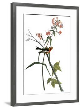 Audubon: Warbler, 1827-38-John James Audubon-Framed Premium Giclee Print