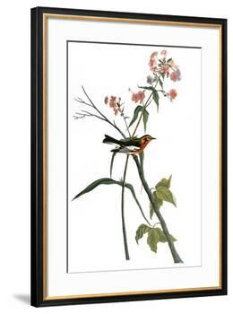 Audubon: Warbler, 1827-38-John James Audubon-Framed Premium Giclee Print