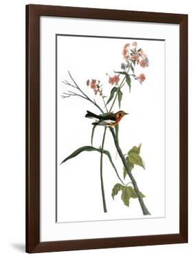 Audubon: Warbler, 1827-38-John James Audubon-Framed Premium Giclee Print