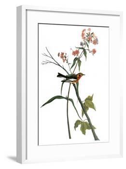 Audubon: Warbler, 1827-38-John James Audubon-Framed Giclee Print