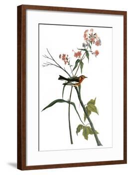 Audubon: Warbler, 1827-38-John James Audubon-Framed Giclee Print