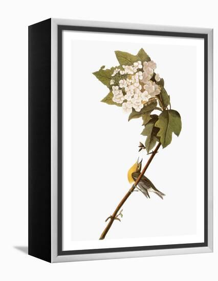 Audubon: Warbler, 1827-38-John James Audubon-Framed Premier Image Canvas