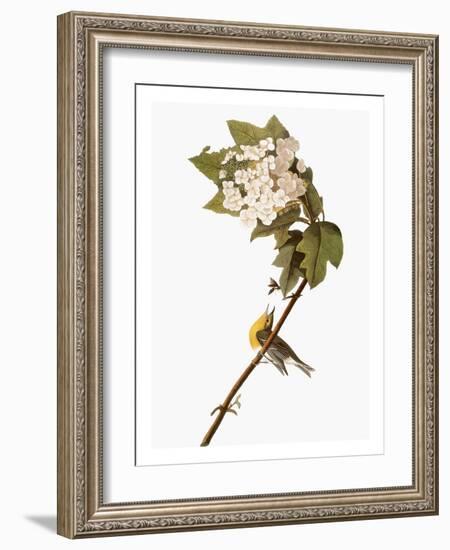 Audubon: Warbler, 1827-38-John James Audubon-Framed Giclee Print