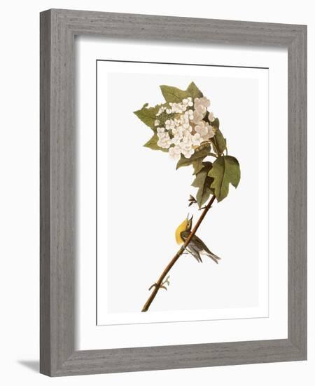 Audubon: Warbler, 1827-38-John James Audubon-Framed Giclee Print