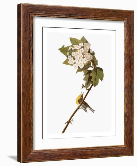 Audubon: Warbler, 1827-38-John James Audubon-Framed Giclee Print