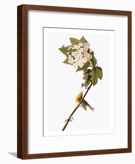 Audubon: Warbler, 1827-38-John James Audubon-Framed Giclee Print