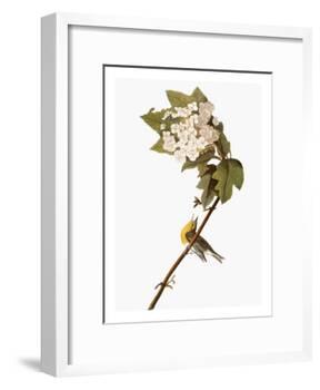 Audubon: Warbler, 1827-38-John James Audubon-Framed Giclee Print